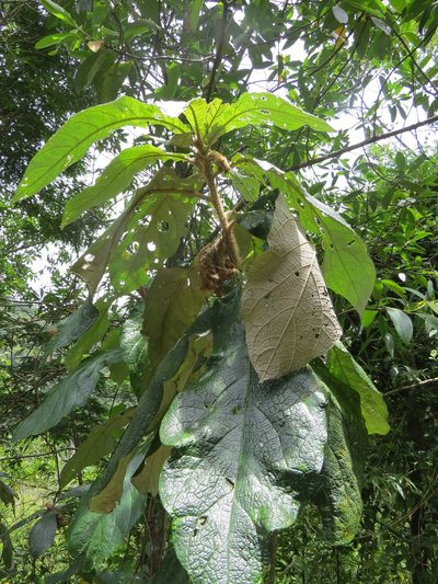 Solanum castaneum, photographed by Victor Farjalla Pontes