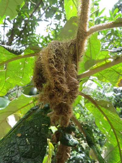 Solanum castaneum, photographed by Victor Farjalla Pontes
