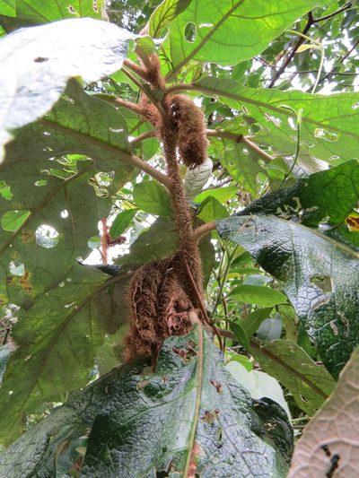 Solanum castaneum, photographed by Victor Farjalla Pontes