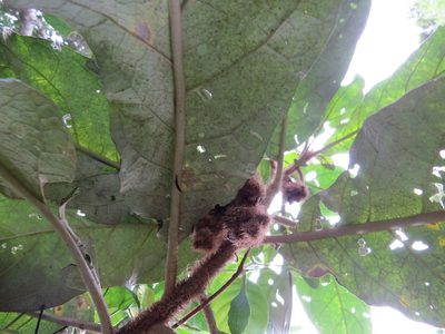 Solanum castaneum, photographed by Victor Farjalla Pontes