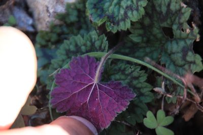 Pelargonium barklyi, photographed by Tony Rebelo