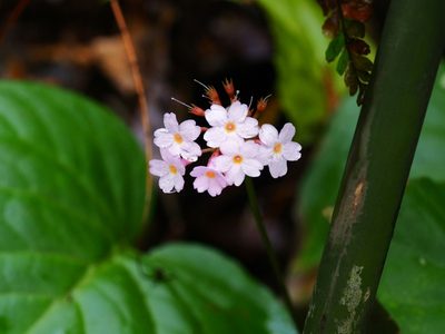 Primula carolinehenryae, photographed by Eugene Popov