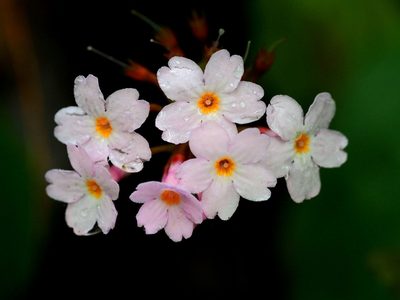 Primula carolinehenryae, photographed by Eugene Popov