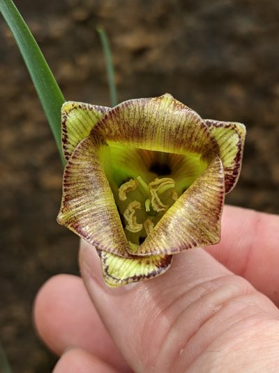 Fritillaria acmopetala, photographed by Kristof Zyskowski