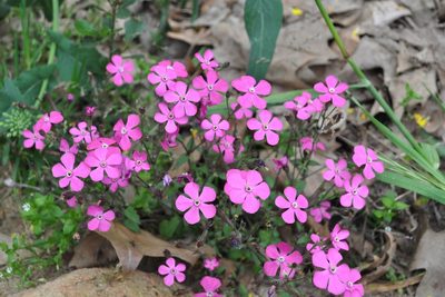 Silene pseudoatocion, photographed by Josep Gesti