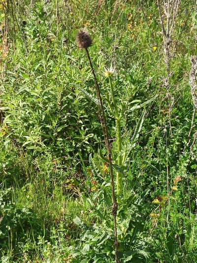 Dipsacus comosus, photographed by Daniel Franco