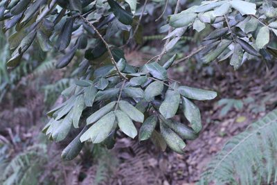 Ormosia pachycarpa, photographed by Agnes Trekker
