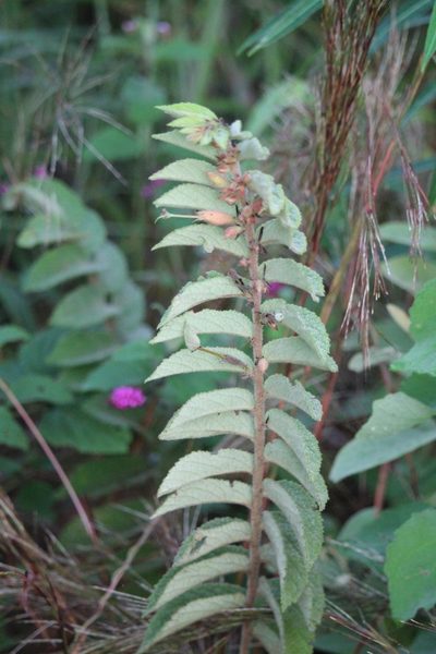 Helicteres pentandra, photographed by Ramon and Suzanne Vargas
