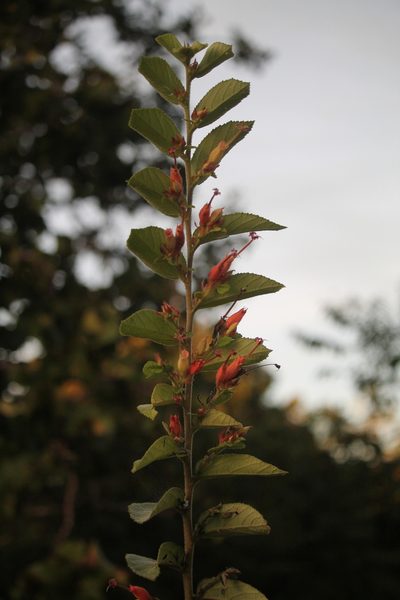Helicteres pentandra, photographed by Ramon and Suzanne Vargas