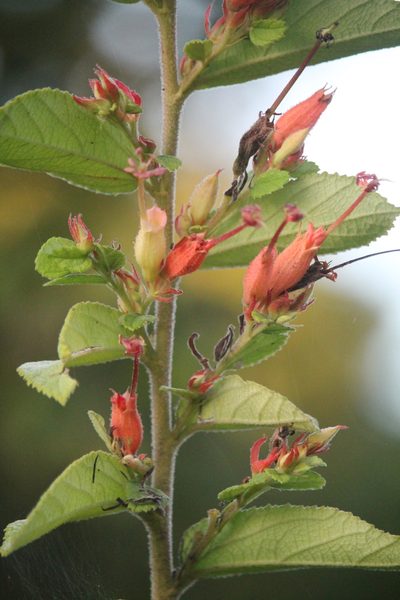 Helicteres pentandra, photographed by Ramon and Suzanne Vargas