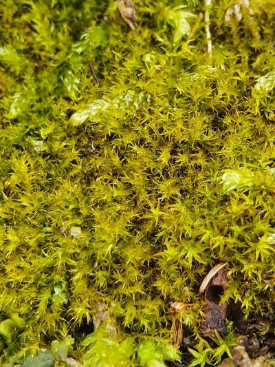 Campylophyllopsis calcarea, photographed by Jonathan Hughes