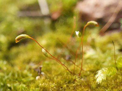 Campylophyllopsis calcarea, photographed by Jonathan Hughes