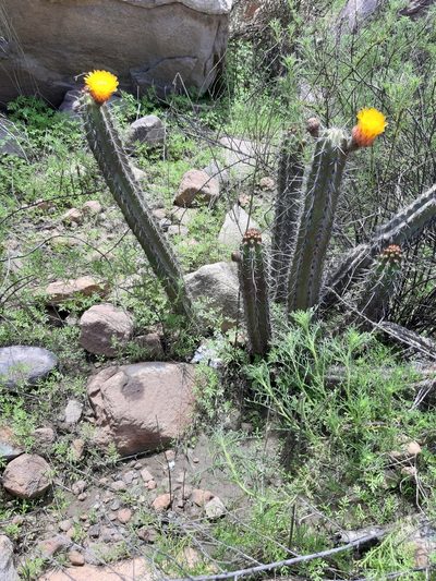 Corryocactus aureus, photographed by GREGORY ANTHONY PAUCA TANCO