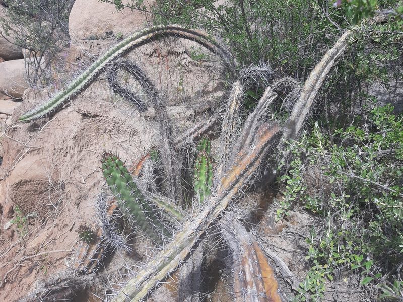Corryocactus aureus, photographed by GREGORY ANTHONY PAUCA TANCO