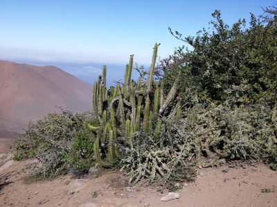 Corryocactus brachypetalus, photographed by GREGORY ANTHONY PAUCA TANCO