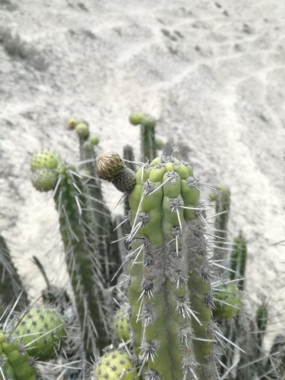 Corryocactus brachypetalus, photographed by GREGORY ANTHONY PAUCA TANCO