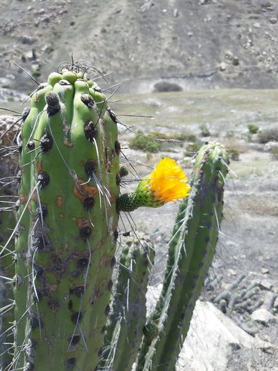 Corryocactus brachypetalus, photographed by GREGORY ANTHONY PAUCA TANCO