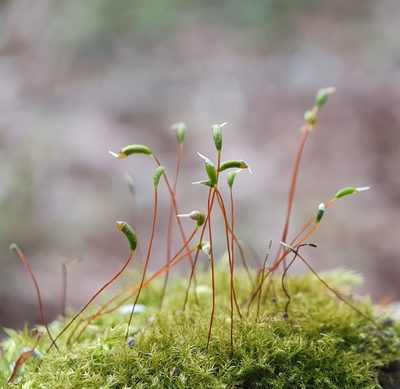 Campylophyllopsis calcarea, photographed by Jonathan Hughes