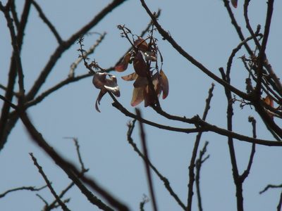 Firmiana colorata, photographed by Dinesh Valke