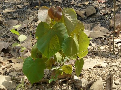 Mallotus polycarpus, photographed by Dinesh Valke