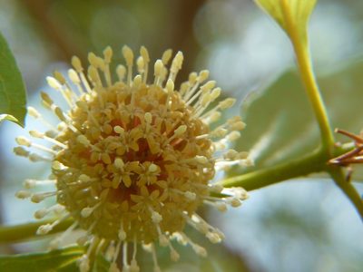 Mitragyna parvifolia, photographed by Dinesh Valke