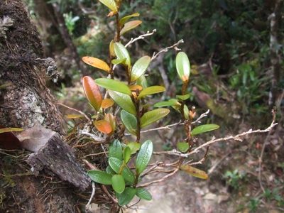 Bulbophyllum mutabile, photographed by Thibaud Aronson