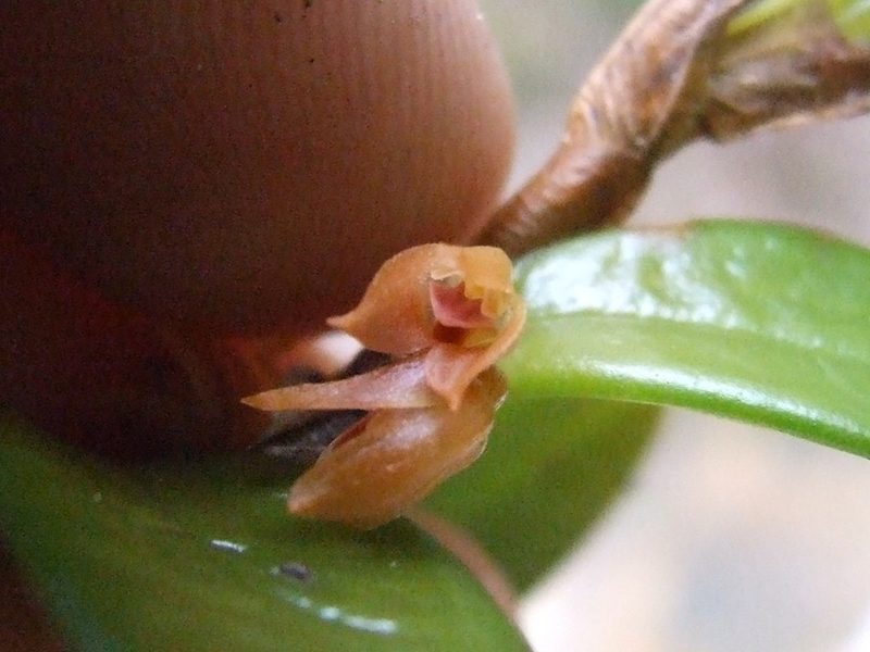 Bulbophyllum mutabile, photographed by Thibaud Aronson