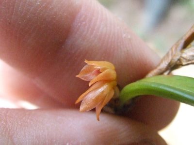 Bulbophyllum mutabile, photographed by Thibaud Aronson