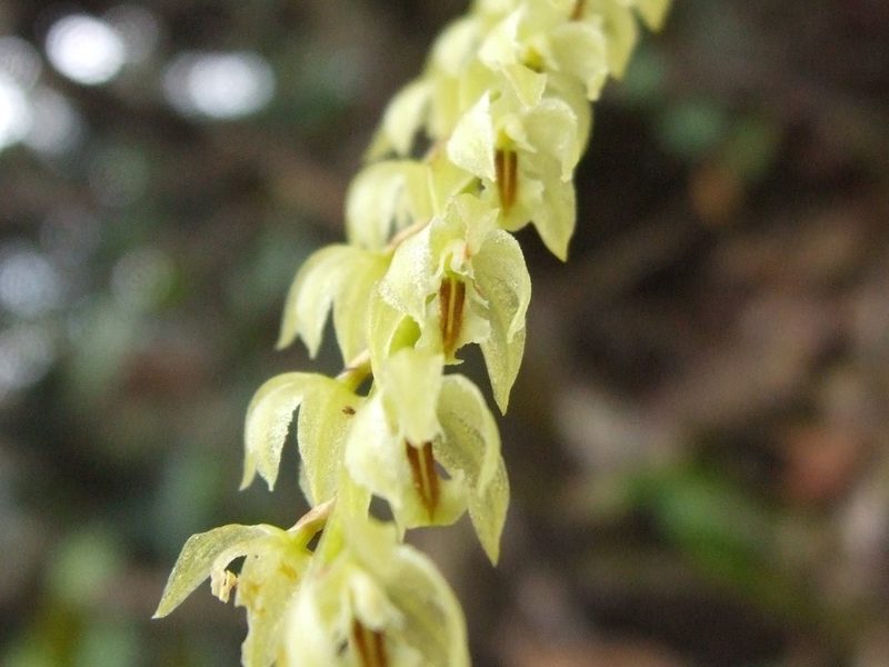 Coelogyne coriacea, photographed by Thibaud Aronson