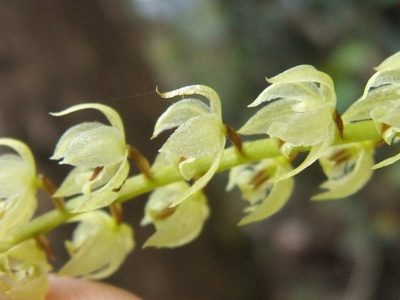 Coelogyne coriacea, photographed by Thibaud Aronson
