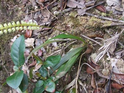 Coelogyne coriacea, photographed by Thibaud Aronson
