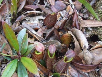 Nepenthes tentaculata, photographed by Thibaud Aronson