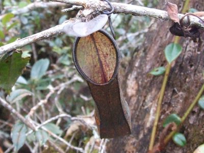 Nepenthes tentaculata, photographed by Thibaud Aronson