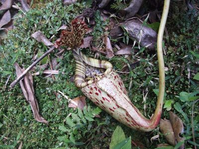 Nepenthes burbidgeae, photographed by Thibaud Aronson