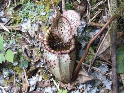 Nepenthes burbidgeae, photographed by Thibaud Aronson