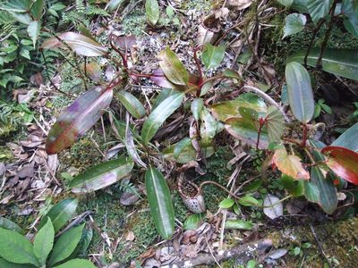 Nepenthes burbidgeae, photographed by Thibaud Aronson