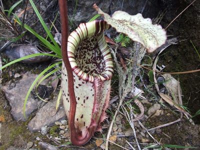 Nepenthes burbidgeae, photographed by Thibaud Aronson