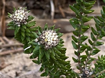 Phylica litoralis, photographed by Christina