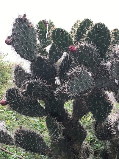 Opuntia soederstromiana, photographed by David Parra Puente