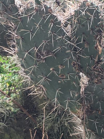 Opuntia soederstromiana, photographed by David Parra Puente
