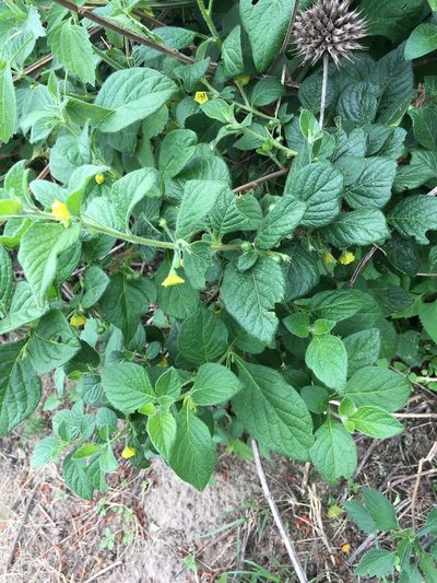 Capsicum rhomboideum, photographed by David Parra Puente
