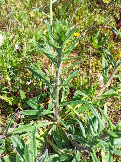 Echium tuberculatum, photographed by Daniel Franco