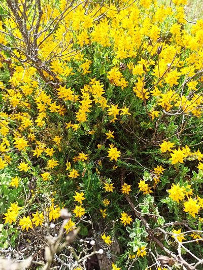 Genista tournefortii, photographed by Daniel Franco