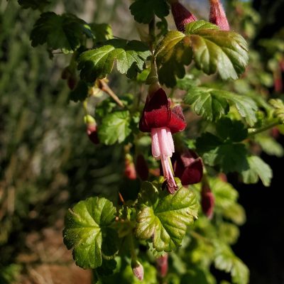 Ribes lobbii, photographed by Shane Johnson