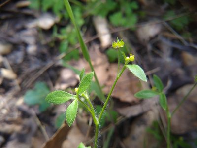Ranunculus hebecarpus, photographed by Quinn Shemet