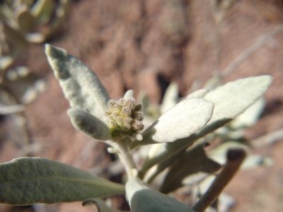 Eriodictyon tomentosum, photographed by Quinn Shemet