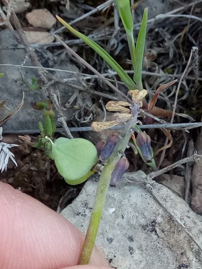 Muscari baeticum, photographed by Karim Haddad