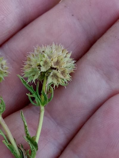 Valeriana discoidea, photographed by Karim Haddad
