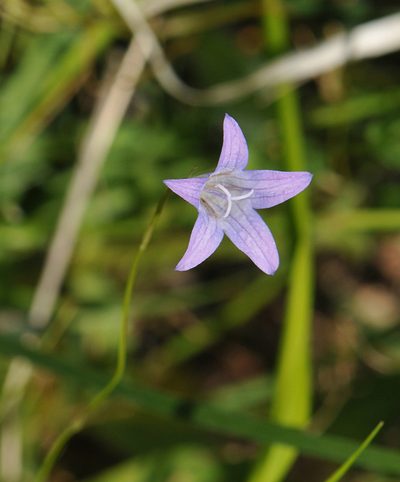 Campanula ramosissima, photographed by Todd Boland