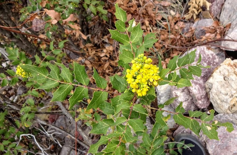 Berberis wilcoxii, photographed by Andrew Tree